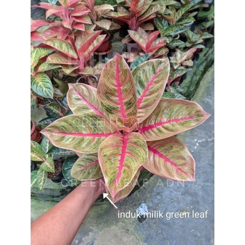 Tanaman Hias Aglonema Veronica Golden Real Pict