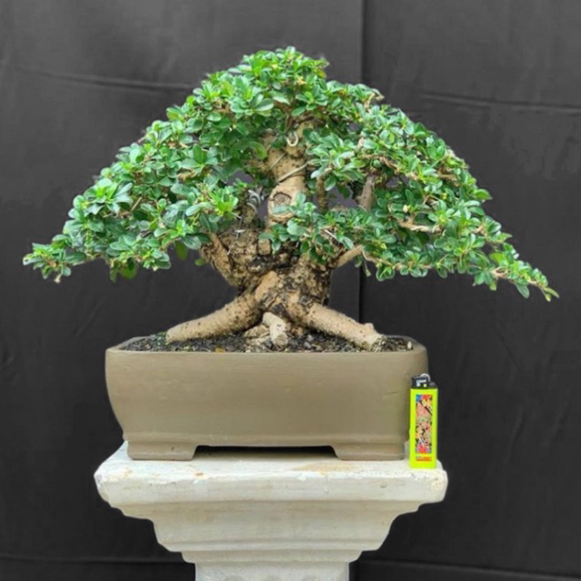 Bonsai Hokiantea bonsai siap pajang bonsai jadi