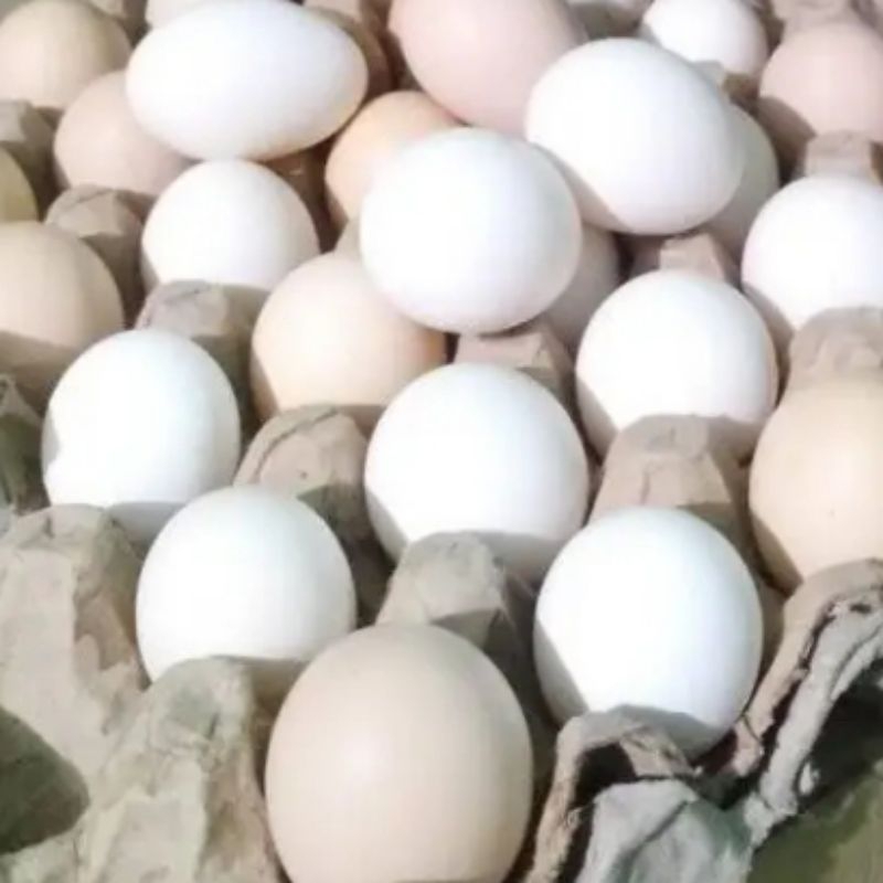 

Telur