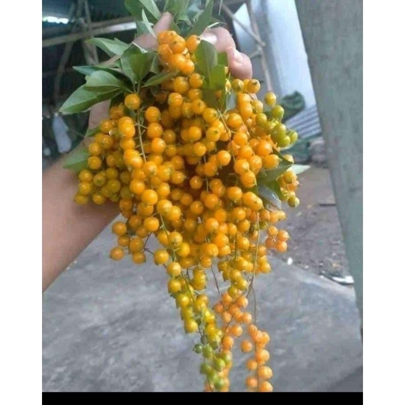 

buah kecokak