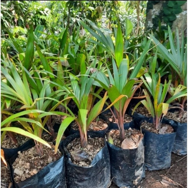 pohon palem merah - bibit palem merah - bibit pohon palem botol merah