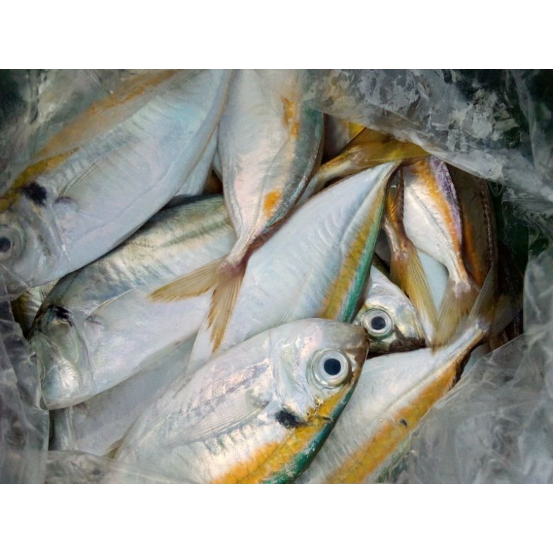 

ikan selar lecil 500 gr