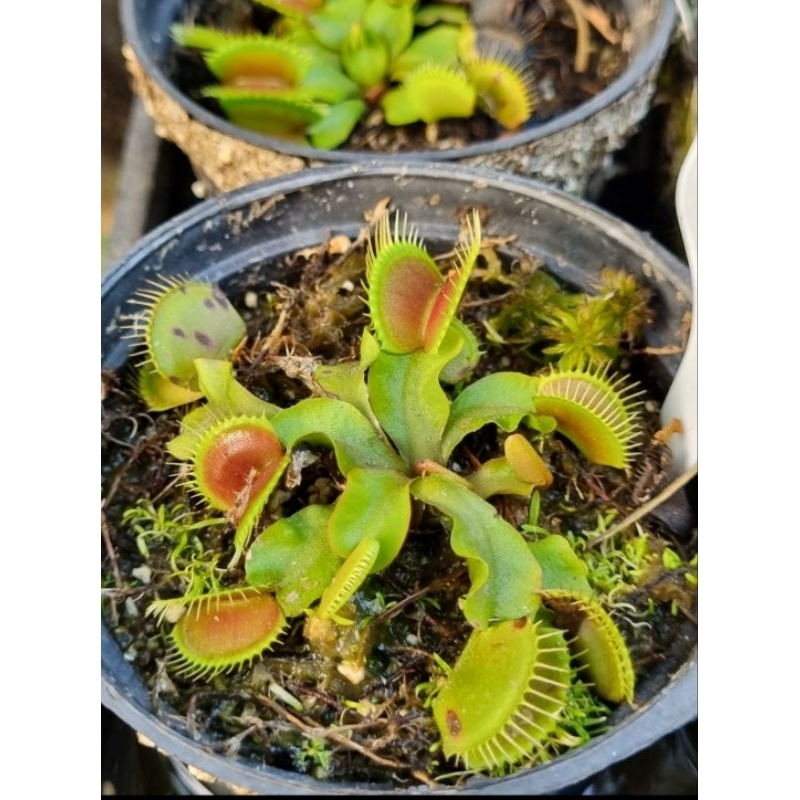 VFT DCXL