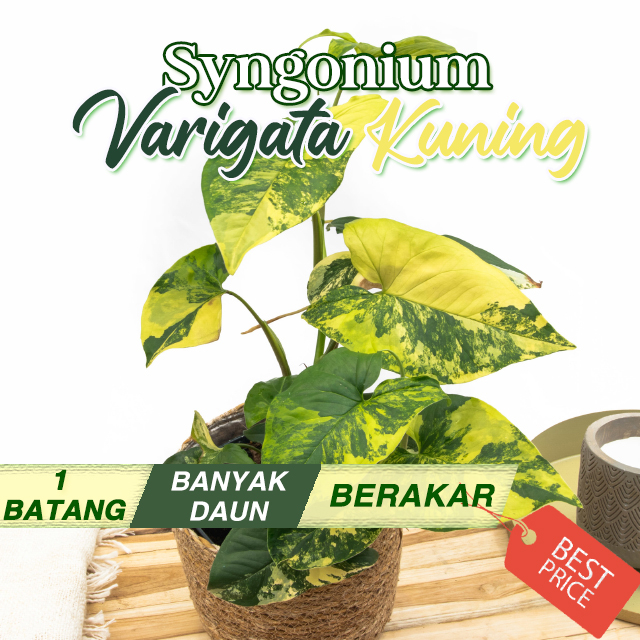 Syngonium Varigata Kuning