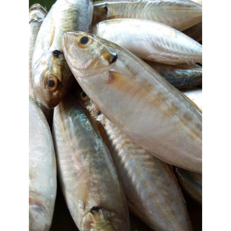 

Ikan Selar sz sedang 500 gr