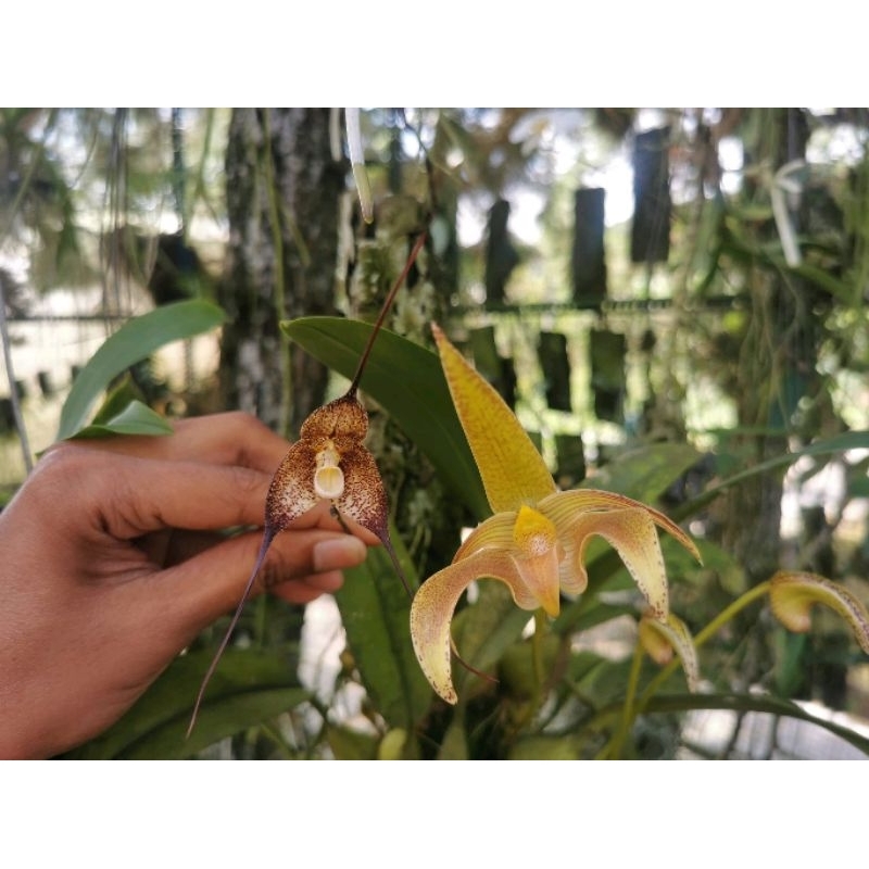 Bulbophyllum lobii