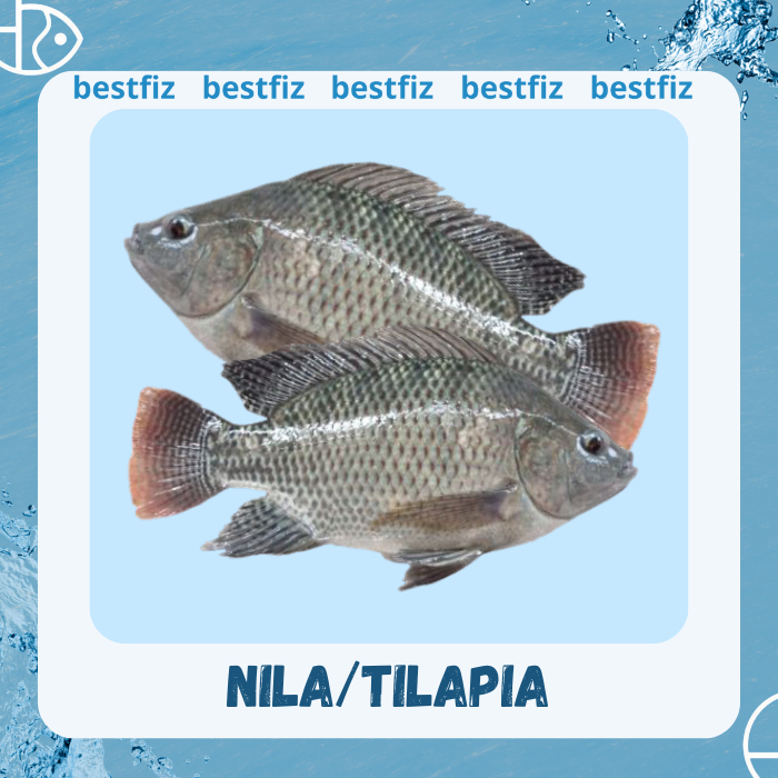 

Ikan Nila