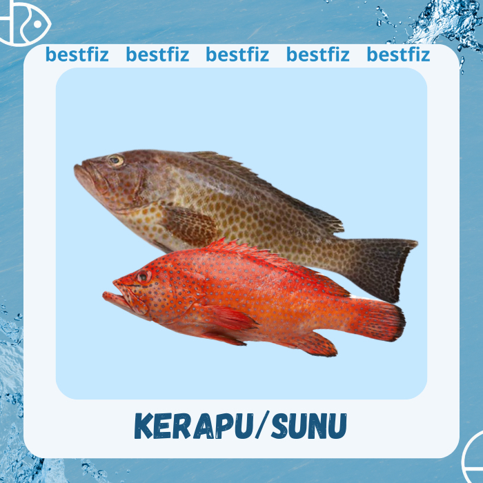 

Ikan Kerapu
