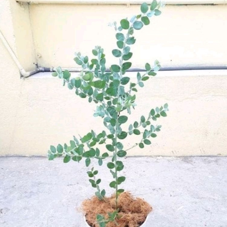 Tanaman Memusa Silver Dollar / Eucalyptus Cinerea (Bukan kayu putih) / Apel Argyle