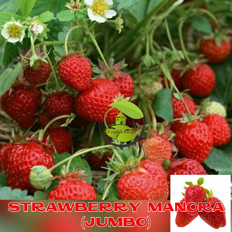 COD Benih Buah unggul Strawberry Jumbo Manora Merah Manis Benih Bibit Strawberry Jumbo Termurah