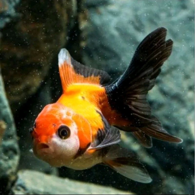 New Koki oranda gen Panda