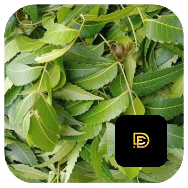 

Daun mindi segar 500 gram ready stok-az