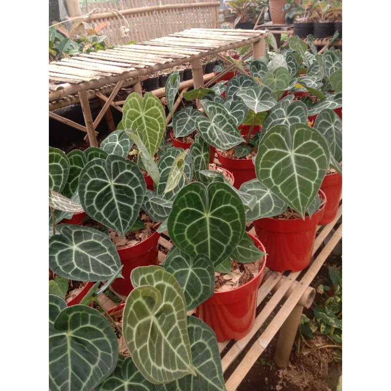 Kuping gajah tarantula ori | tanaman hias terlaris | murah meriah bisa cod