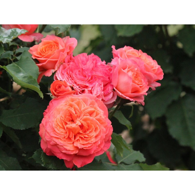 Tanaman Hidup Bunga Mawar Import EMILIEN GUILOT-Mawar orange-bunga mawar hidup-mawar cantik-bunga ma