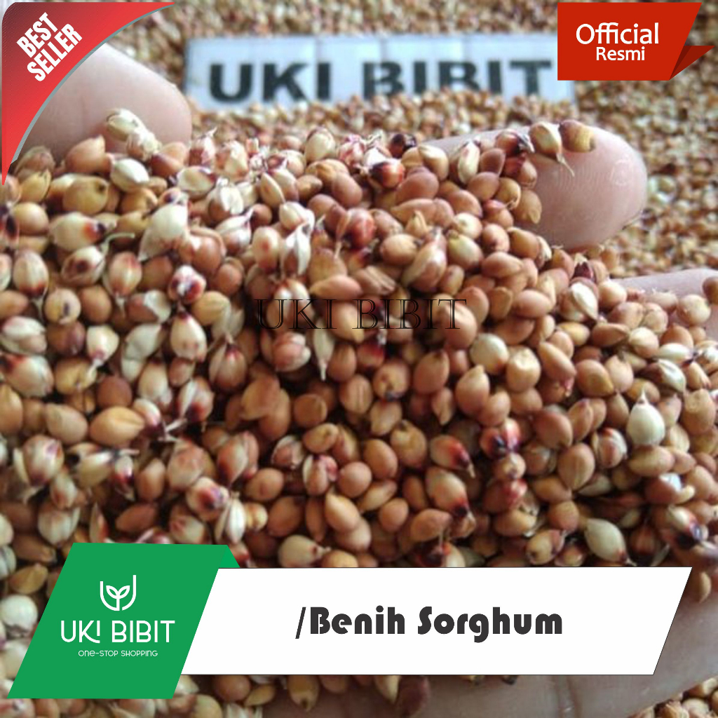 ( 100 Butir  ) Benih Biji Sorghum | Sorgum Merah | Jagung Cantel