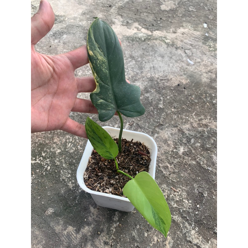 Philodendron Violin varigata