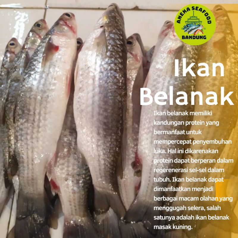 

Ikan Belanak Segar / Ikan Blanak Segar 1kg Isi 1-6ekor