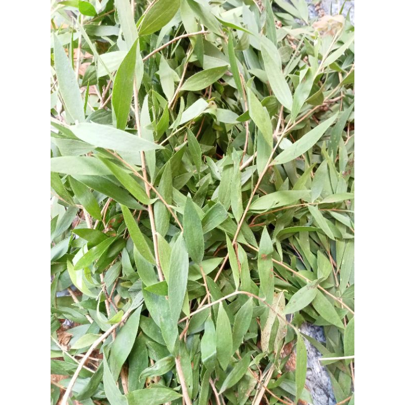 

Daun minyak kayu putih segar 100%ori
