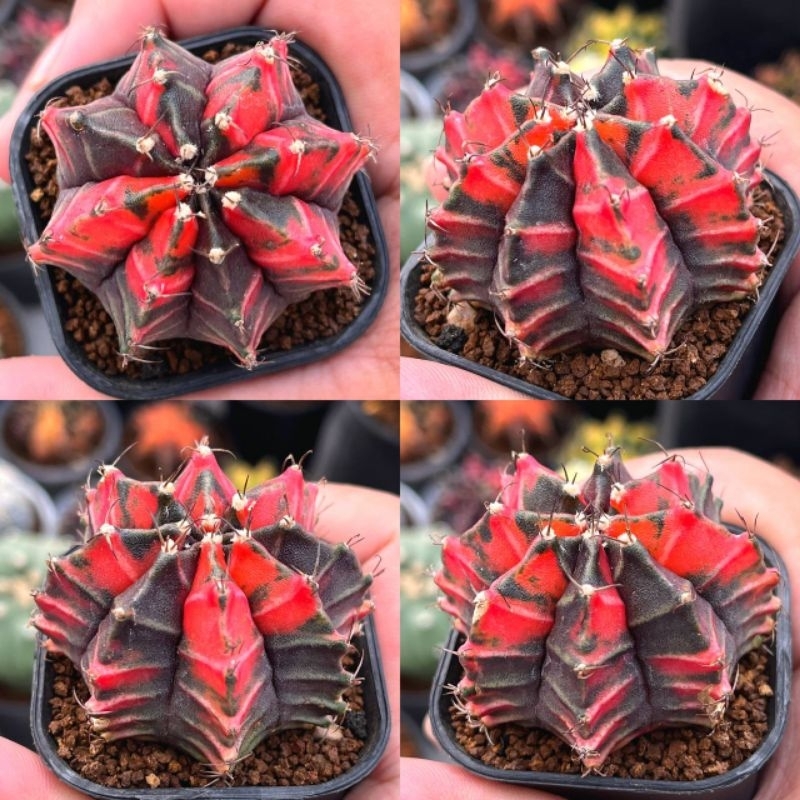 Kaktus Gymno Hybrid BlackPearl x Japan Tiger