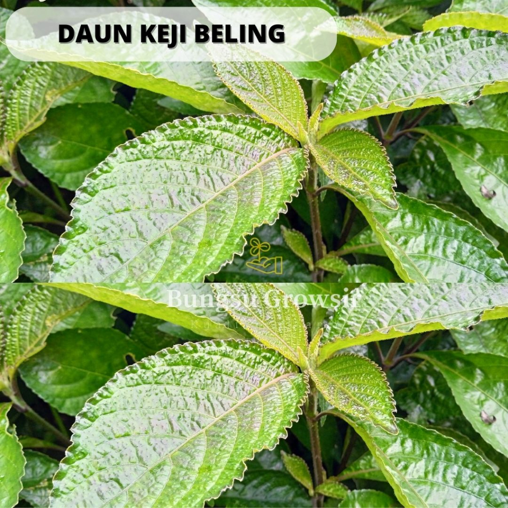 

Daun Keji Beling Segar Daun Herbal Pecah Beling 1 Lembar