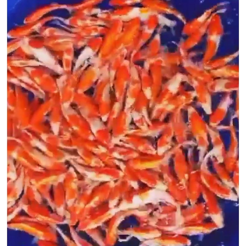 Bibit KOI Kohaku 4-5 cm isi 15 ekor