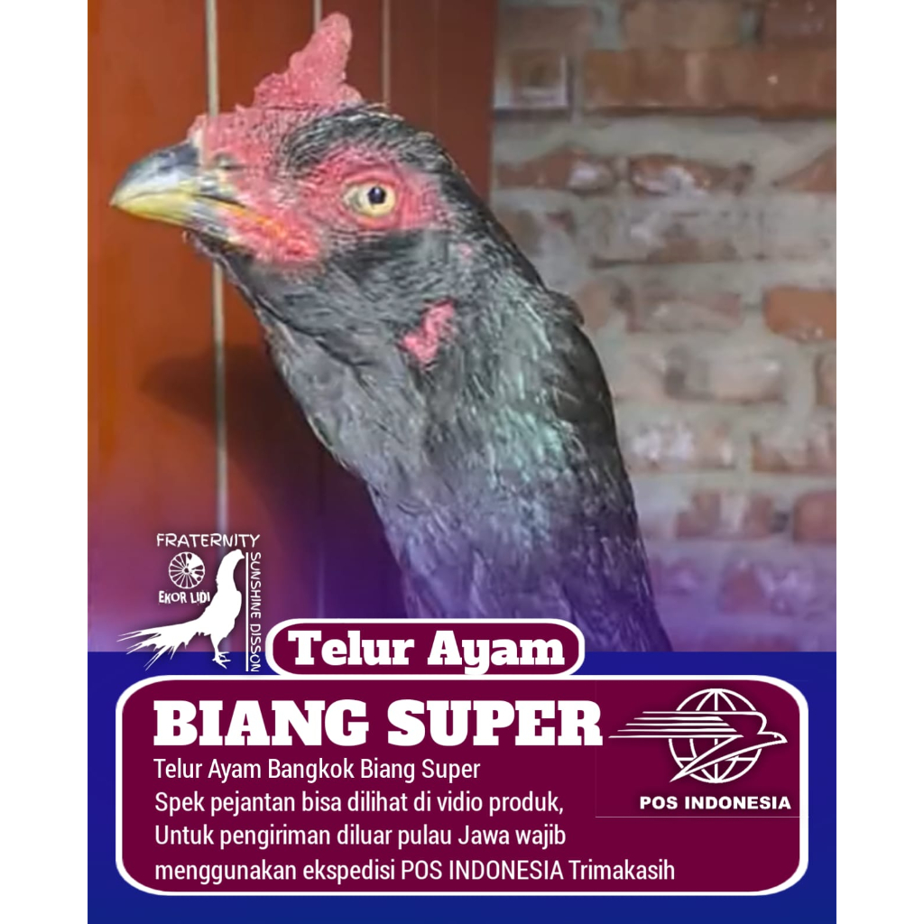 ayam bangkok biang induk betina 3 line pakhoy shamo aseel telur tetas