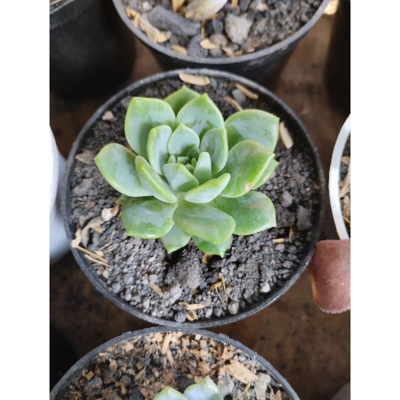 Kaktus sukulen mini import free pot