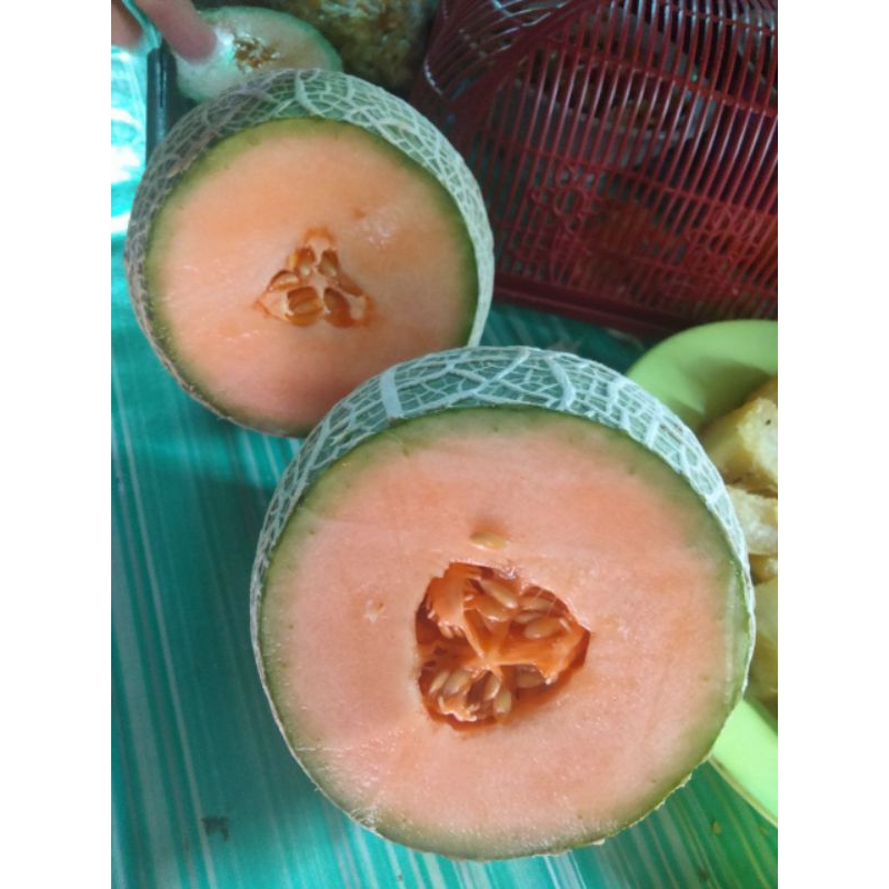 

Melon premium fujisawa dan melon golden aroma