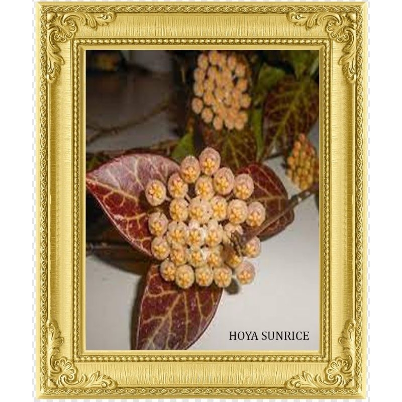 Hoya Sunrise spesial Promo
