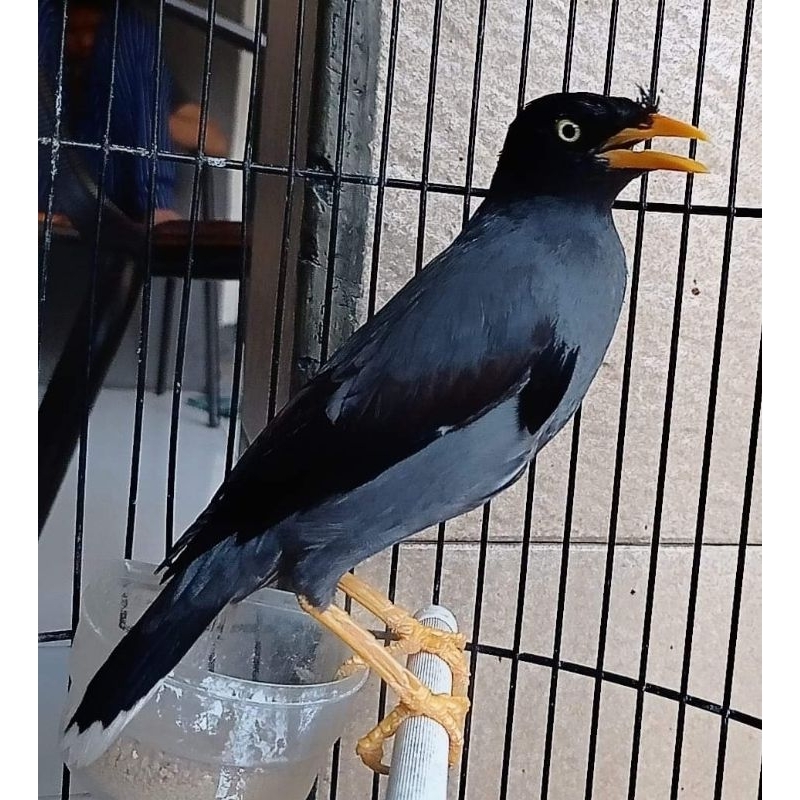 jalak kebo