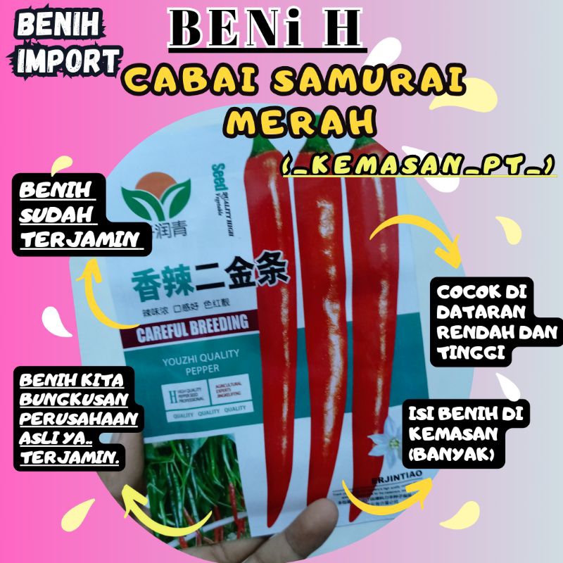BENIH CABAI SAMURAI MERAH BERKUALITAS TINGGI