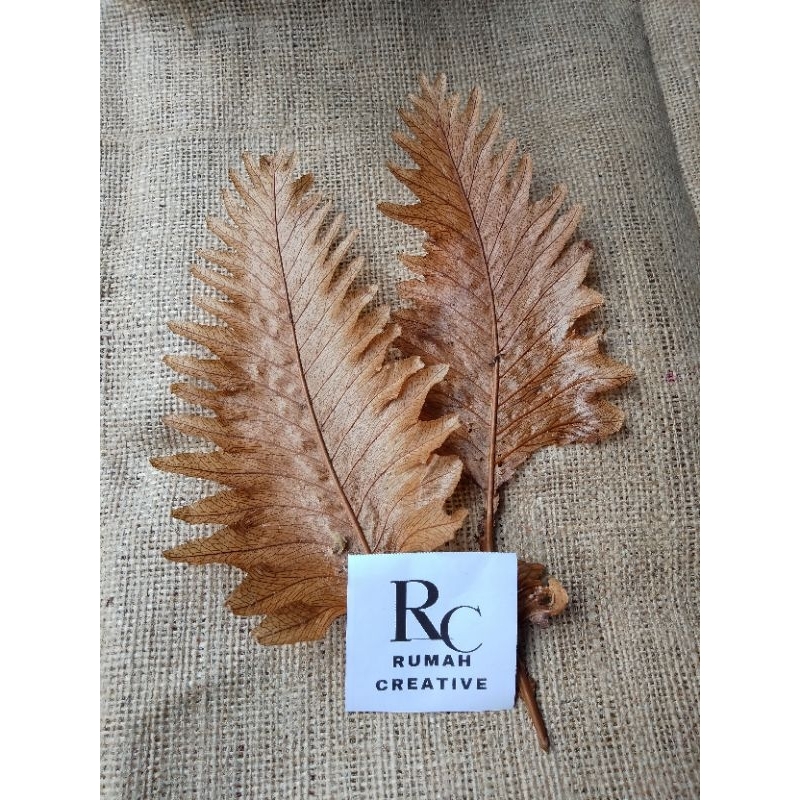 DAUN SIMBAR KERING UNTUK HIASAN / DAUN SIMBAR / DAUN SIMBAR UNTUK KERAJINAN