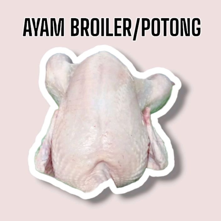 

Ayam Broiler / Ayam Potong