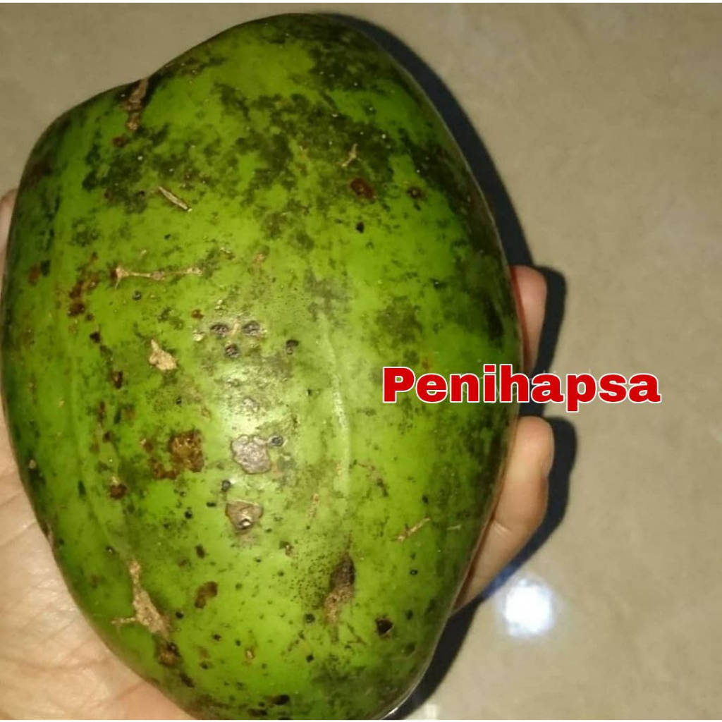 Bibit Kedondong Jumbo super cepat Berbunga