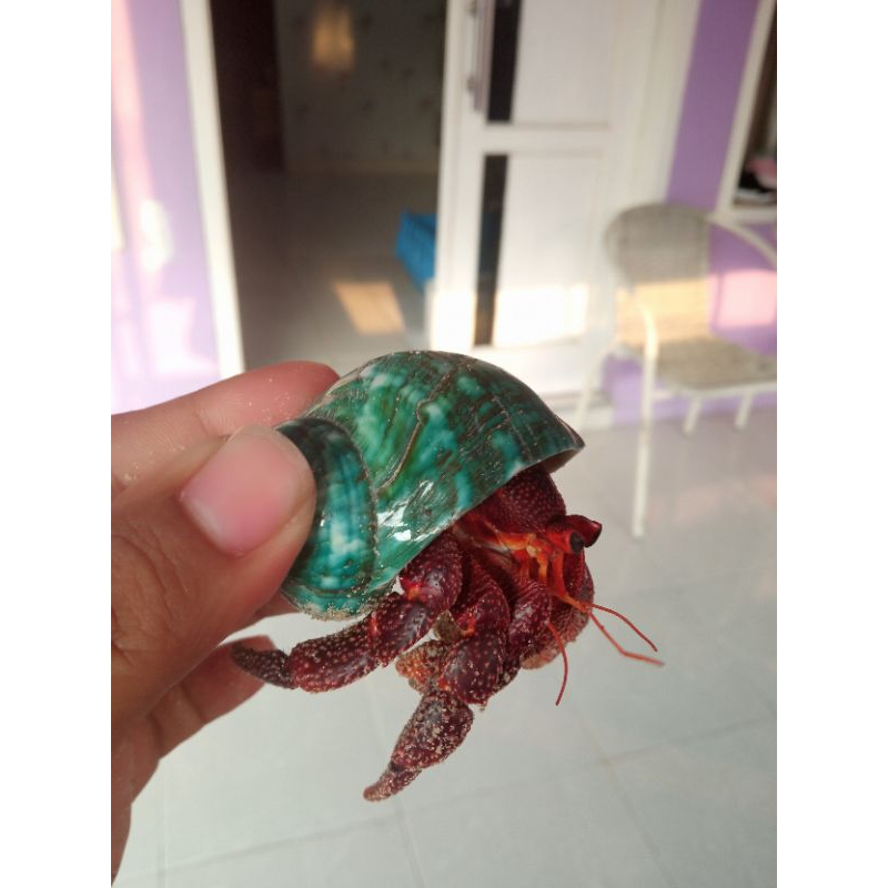 Coenobita Perlatus strawberry size L+ in imperialis, Mainan kelomang