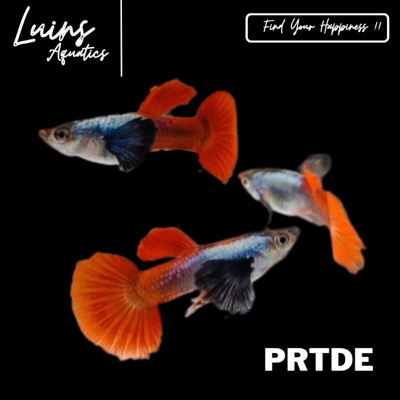 Hiasan Aquarium Ikan Guppy Platinum Red Tail Dumbo Ears PRTDE Jantan Betina Sepasang Male Female Juv