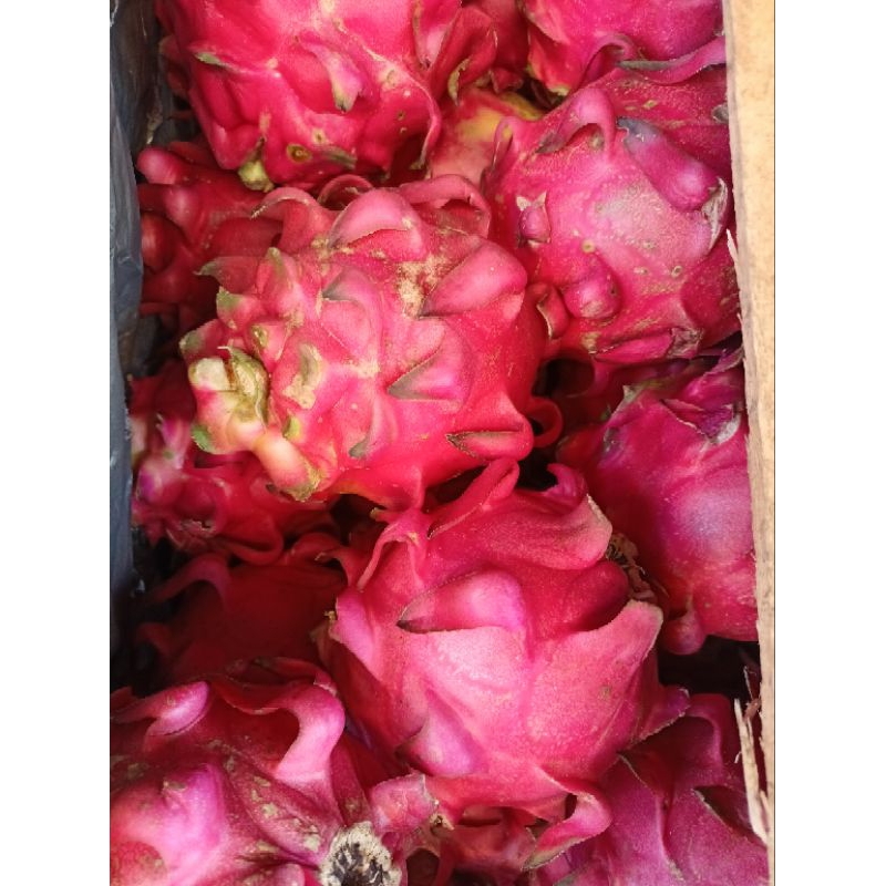 

Buah naga merah grade A