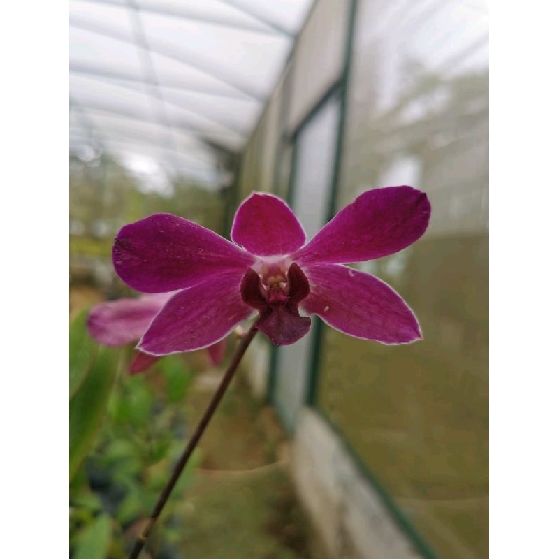 Dendrobium black spider x williamsianum