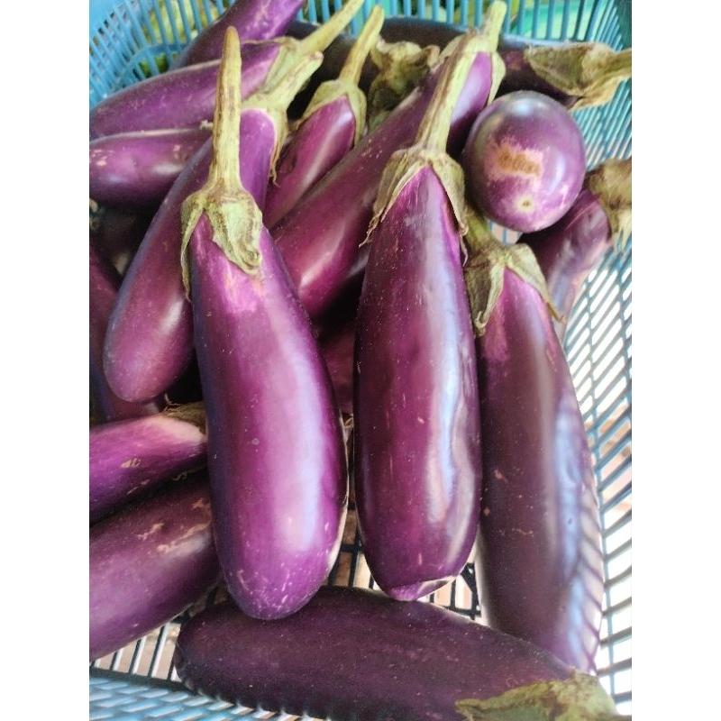 

Terong ungu 500 gram.