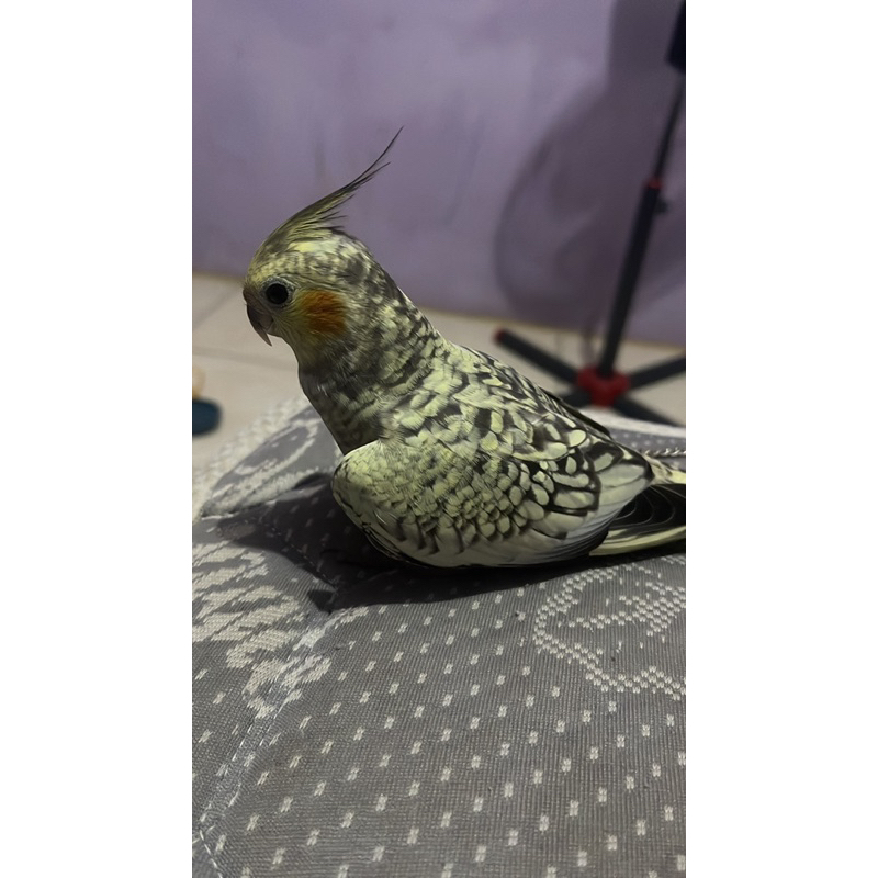 Falk parkit Australi Jinak total