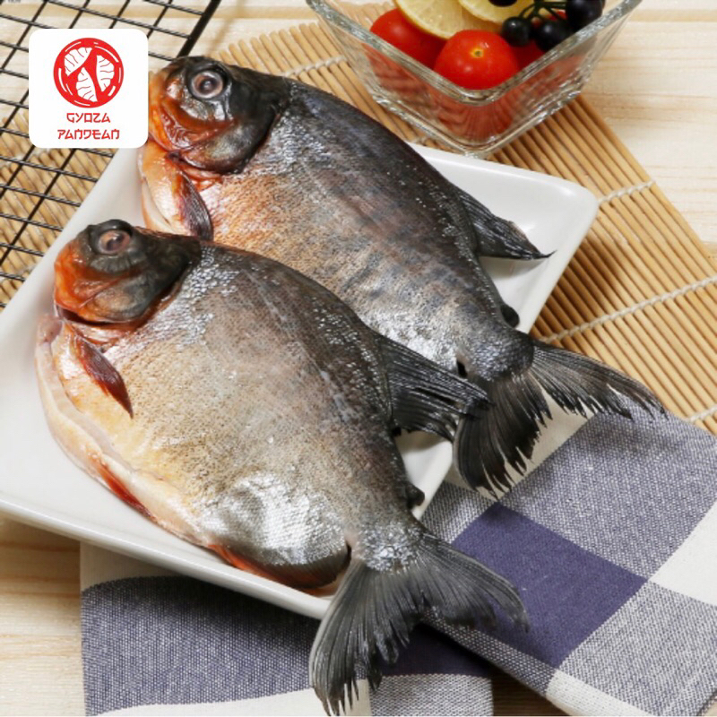 

IKAN BAWAL TAWAR FRESH