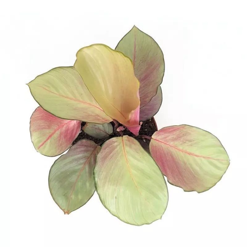 Tanaman hias calathea silver - tanaman calathea silver plate - calathea silver plate