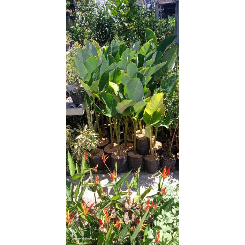 tanaman pisang hias - pisang - pisangan