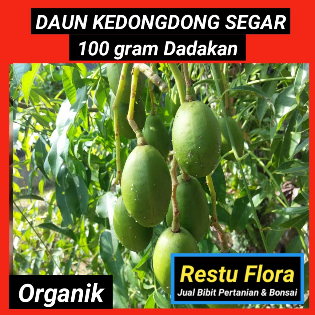 

Daun Kedongdong Segar Organik 100gram