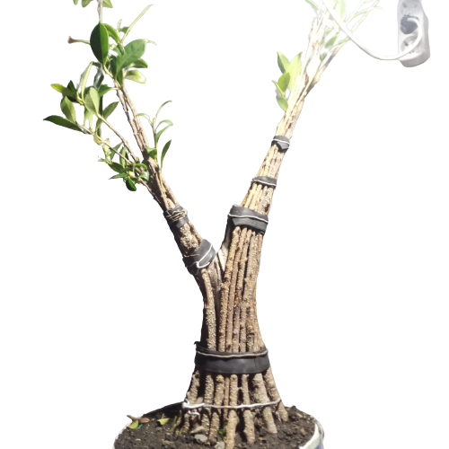 tanaman Bibit Bonsai Beringin Kimeng 30cm lebih untuk program gabung atau program akar