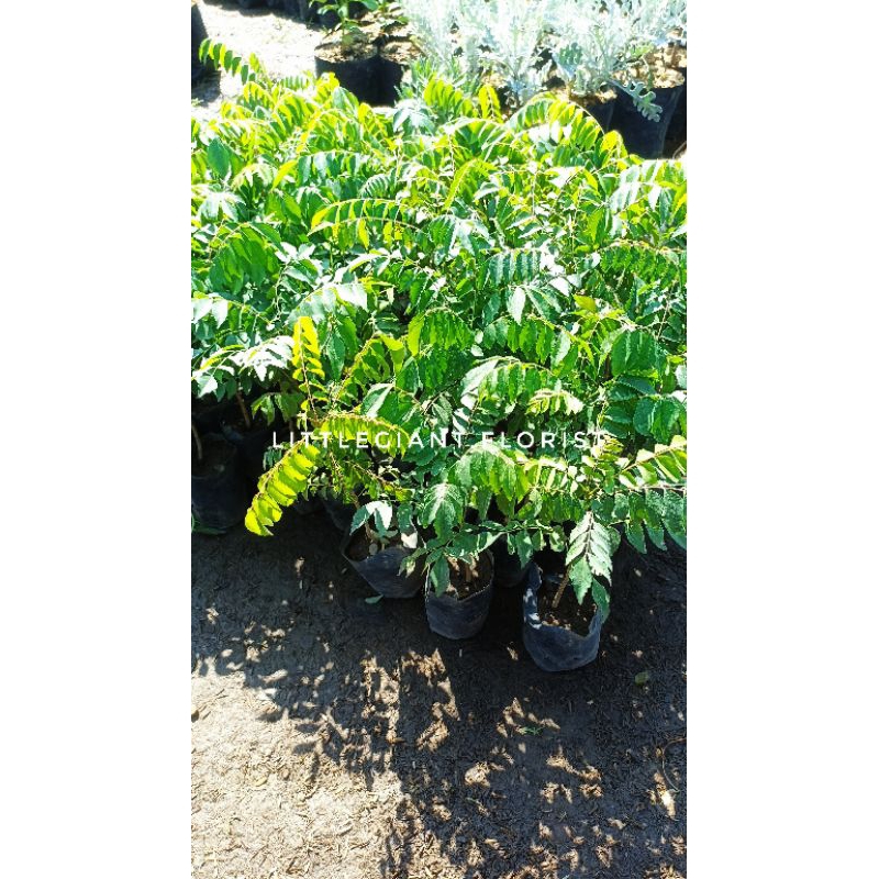 Bibit Tanaman Daun Kari/Daun Kare