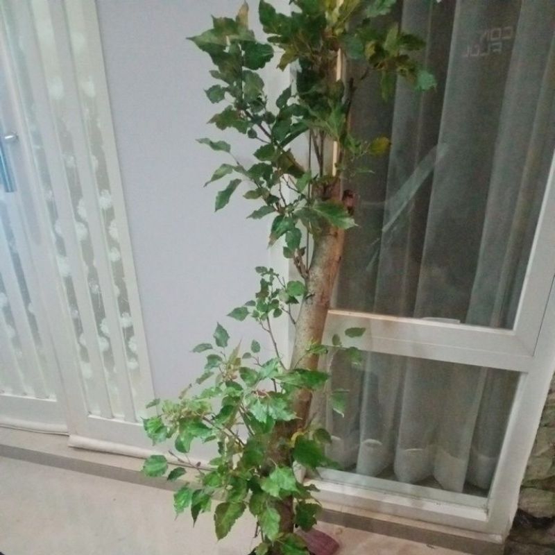 Bibit Murbei Batang Besar Poll BONSAI