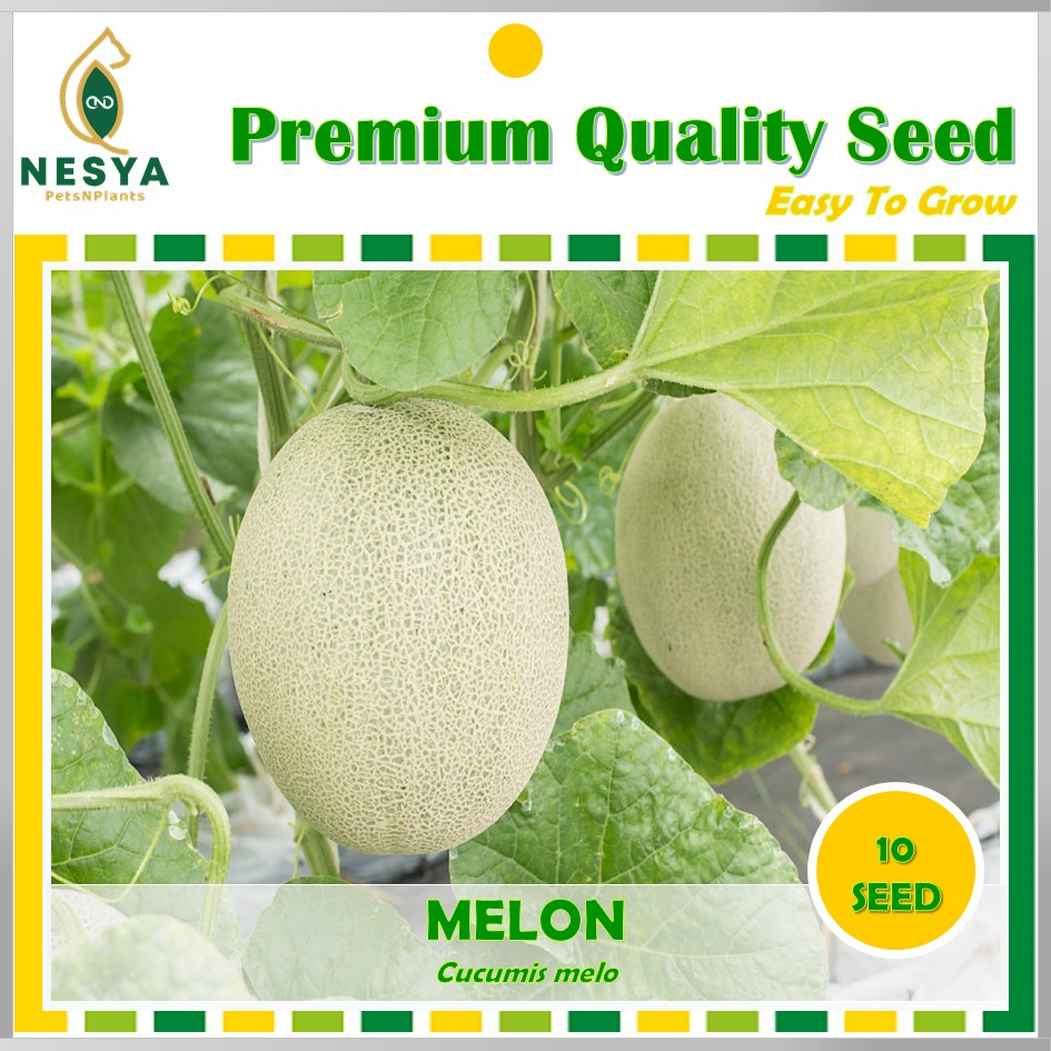 Benih Melon Biji Buah Melon 10 Biji