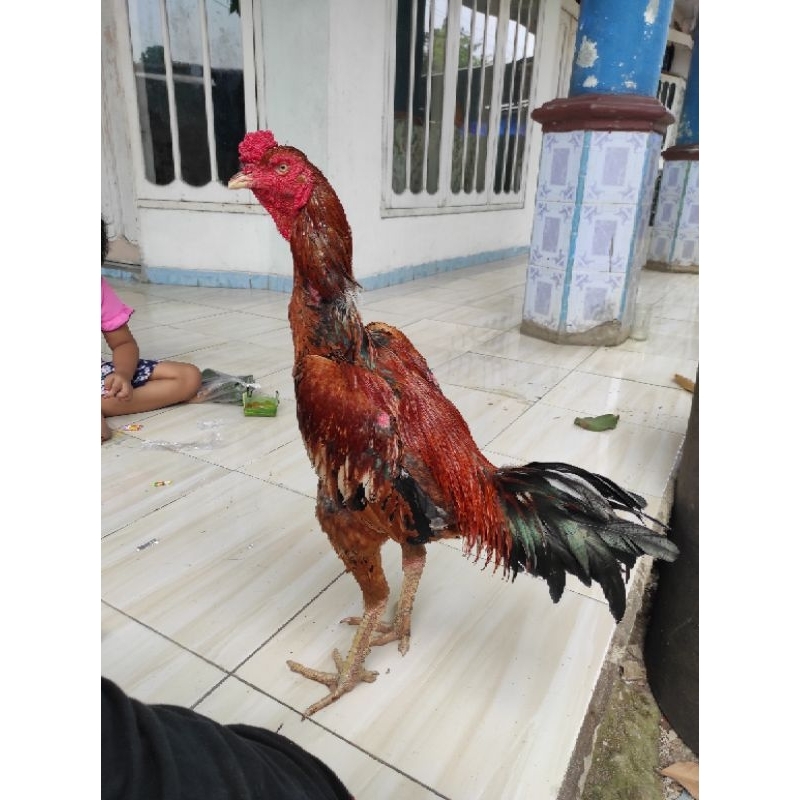 Ayam jago Birma Bangkok untuk pejantan ukuran besar