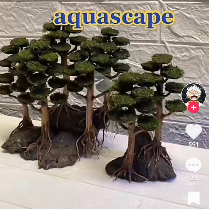 bonsai aquascape model pohon pinus